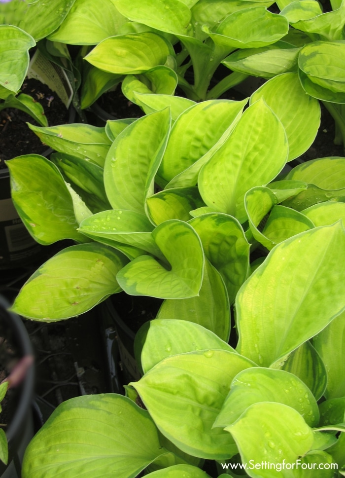 Lime green hosta plants in a garden.