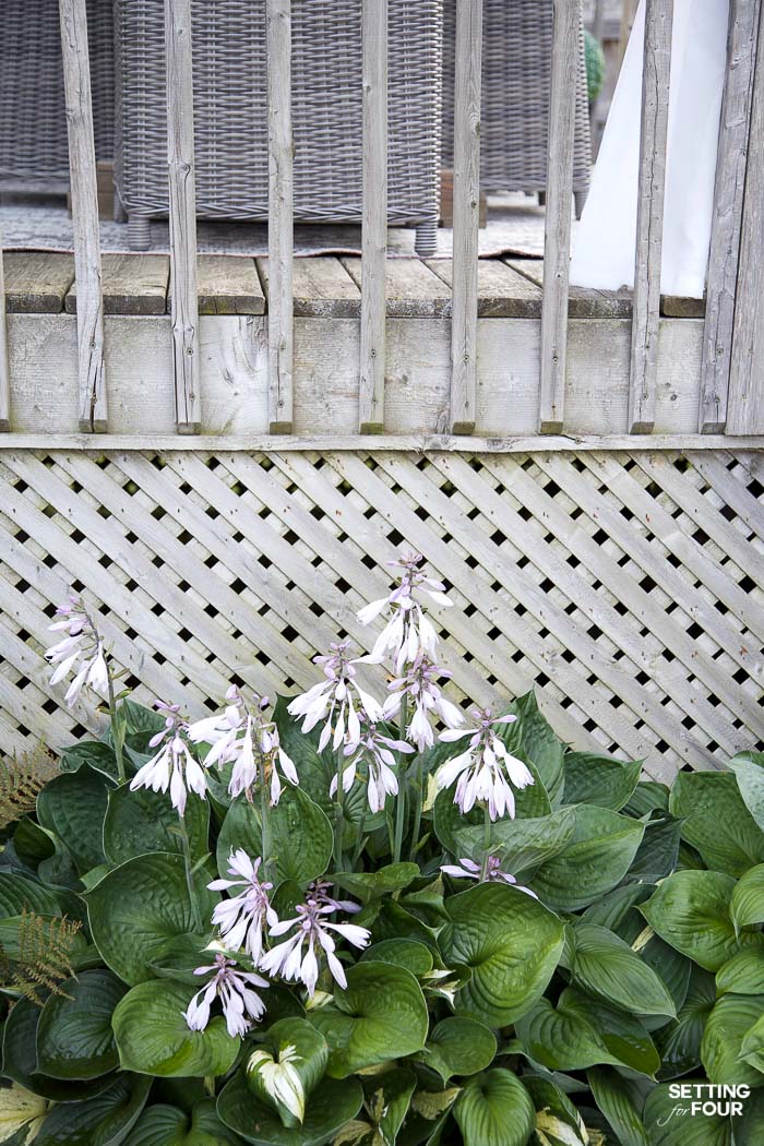 Full sun flowering hostas disguise wood lattice on a deck. 