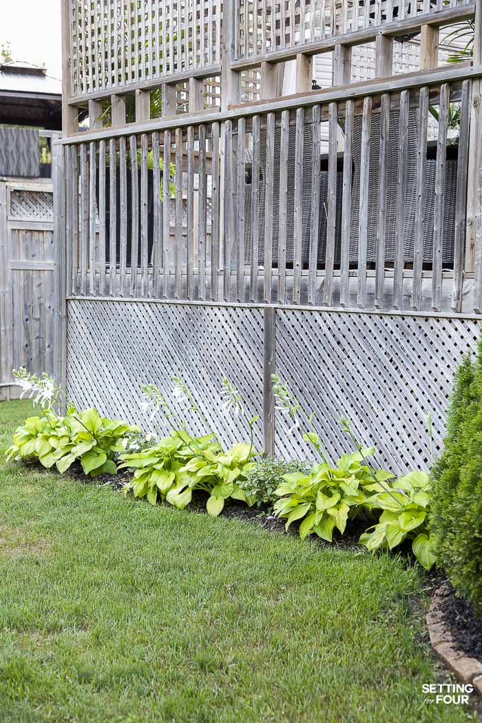 Flowering hosta plants in a flower bed beside a wood deck.